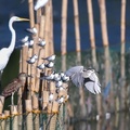 Migratory Birds, Las Piñas-Parañaque Wetland Park, Las Piñas, Philippines